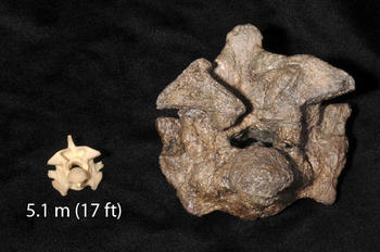 Vértebra de la boa gigante hallada en Colombia (derecha) comparada con la de una boa actual. (Foto: Ray Carson, Universidad de Florida)