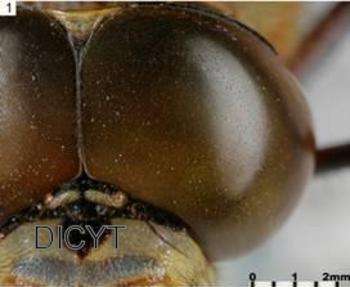 Una libélula moderna tiene ojos compuestos con miles de lentes.