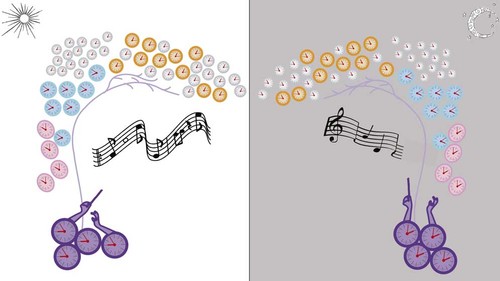 El “reloj central” de la mosca actúa como un director de orquesta que sincroniza - a lo largo del día - los distintos relojes circadianos del cerebro. Diseño: Lia Frenkel.