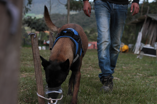 Las pruebas con los recipientes herméticos se realizaron sin poner en riesgo la vida de los perros ni la de sus acompañantes/Omar Vesga.