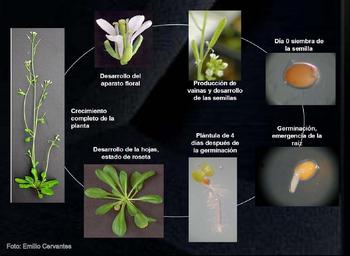 Ciclo vital de la planta modelo 'Arabidopsis thaliana'.