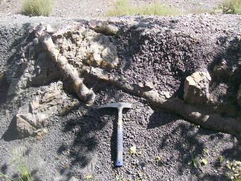 Stigmarias (raíces fósiles) en un yacimiento carbonífero de León. 