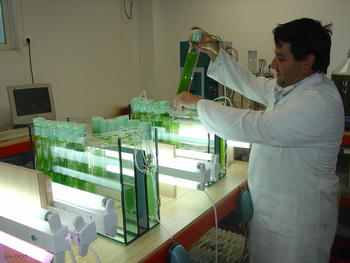 Un técnico de Biomar muestra los recipientes donde cultivan microalgas de forma experimental.