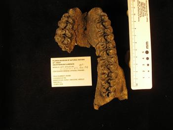 Dentadura de un 'Anchitherium clarencei' hallada en el Corte Culebra del Canal de Panamá. (Foto: Aldo Rincón)
