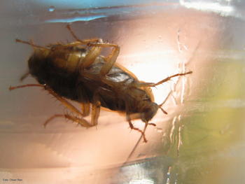 Cucaracha rubia ('Blatella germanica').