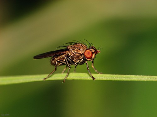 Mosca de la fruta o mosca del vinagre (Drosophila melanogaster).