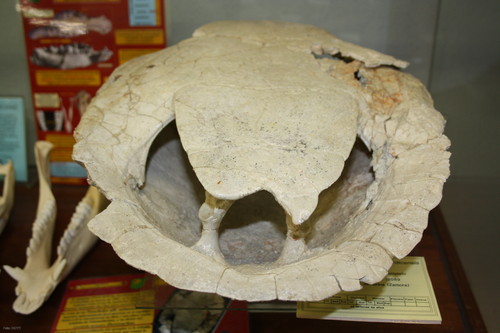 'Neochelys salmanticensis', tortuga del Eoceno medio con una deformidad en forma de asimetría en la cintura pélvica que hace que se la llame “bisexual” por parecer a la vez macho y hembra. 