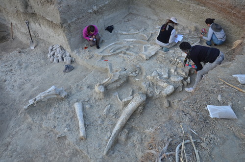 Investigadoras del CENIEH y del TOPPP documentado los restos de Palaeoloxodon recki hallados en Thiongo Korongo (TK).