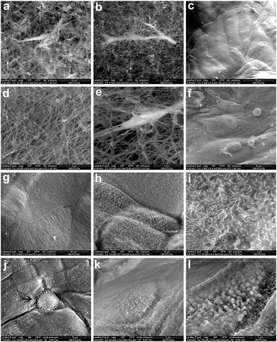 Diversas imágenes de microscopía electrónica de barrido del modelo 3D de la conjuntiva/García Posadas et al.
