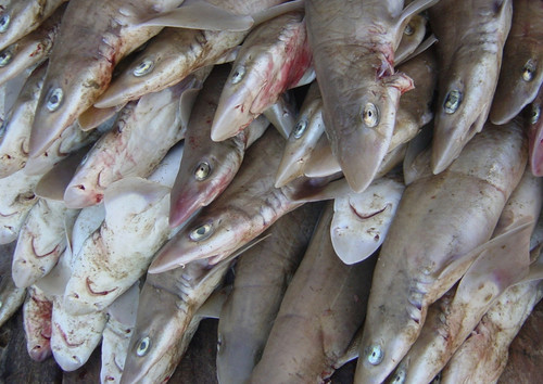 Las pesquerías artesanales e industriales de la costa del Pacífico panameño explotan al menos 18 especies de tiburones, una gran cantidad de las cuales se capturan mientras aún son inmaduras/Alejandro Tagliafico