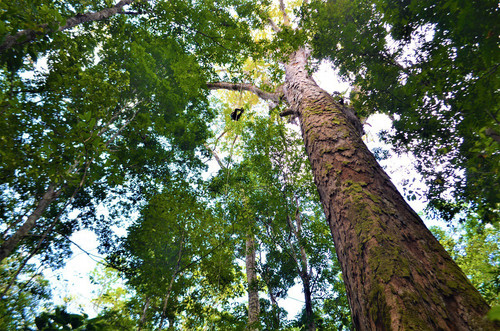 La evolución histórica de los árboles sería un factor más importante incluso que el cambio ambiental. Rafael ALEIXO / SETEC / AFP