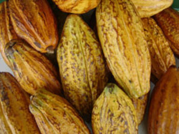 Cacao (FOTO: INIAP).