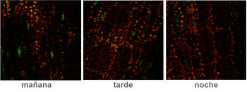 En esta foto se ve cómo la presencia de proteínas DELLA (verde) en los núcleos de las células oscila a lo largo de un día, siendo mínima en el momento de máximo crecimiento al final de la noche. Imagen: UPV.