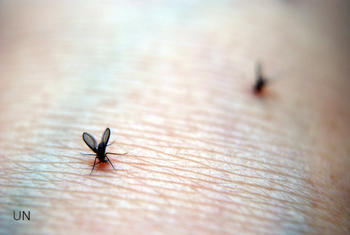 La picadura de un mosquito hembra transmite la enfermedad.