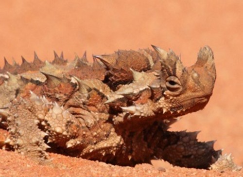 Diablo espinoso (Moloch horridus). Foto: C. Watson.