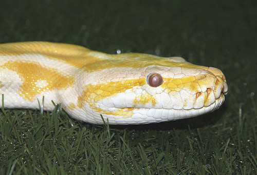 Serpiente pitón albina.