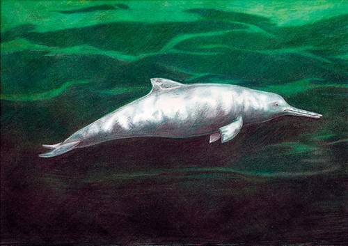 Nueva especie de delfín./UCHILE.