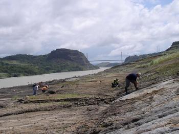 Geólogos y paleontólogos aprovechan los trabajos de excavación en el Canal de Panamá para buscar fósiles en el área de Corte Culebra. Al fondo, el Puente Centenario. (Foto: STRI)