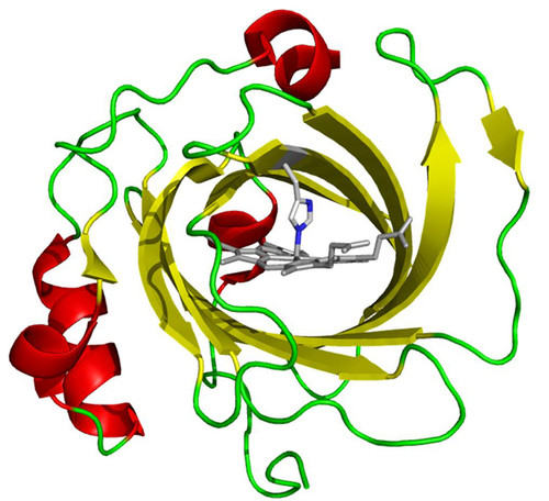 Estructura tridimensional de la proteína nitroforina de Rhodnius prolixus y su grupo hemo (indicado en gris). Créditos: IBR.