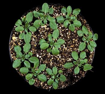 Arabidopsis thaliana, planta de la familia de la mostaza. (Foto: MEC)
