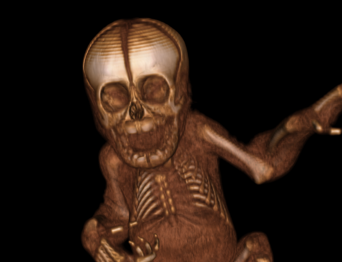Reconstrucción tridimensional de uno de los orangutanes recién nacidos estudiados en el Laboratorio de Osteología. FOTO: Laboratorio de Osteología.