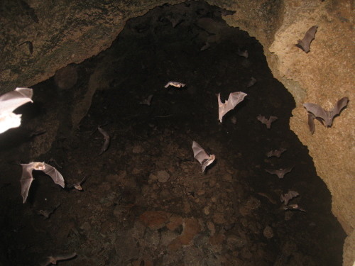 Resguardo de murciélagos neotropicales en manos de científico venezolano. Foto Cortesía Jafet Nassar