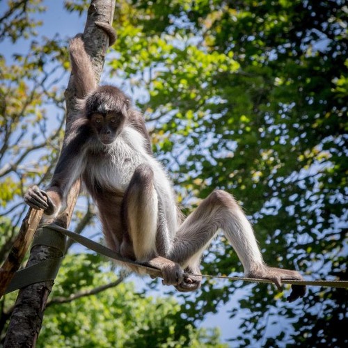 Mono en un bosque tropical/Ruth Archer/Pixabay
