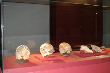 Una vitrina con tres cráneos de mujeres procedentes del poblado prehistórico de 