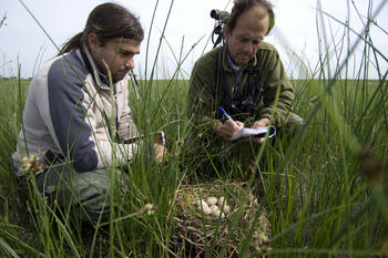 Biólogos tomando registros en un nido, en Doñana.
