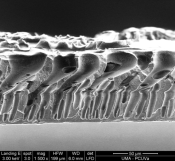 Imagen de microscopía electrónica de barrido de la sección transversal de agua de mar (FOTO: SMAP).