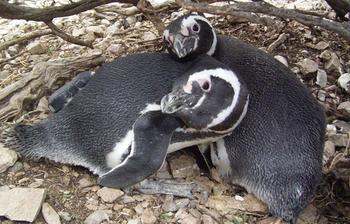 Pareja de pingüinos de Magallanes. Foto: gentileza investigador.