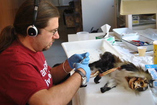 Uno de los investigadores de EEUU disecciona un primate en el Laboratorio de Osteología de la UVa.