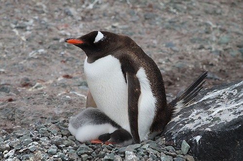 Pingüino papúa.