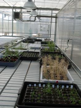 El invernadero de plantas transgénicas está aislado para impedir el contacto por aire o agua con otras plantas.