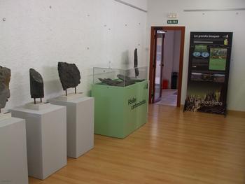 Una sala con piezas de la exposición 'Fósiles Vegetales del Carbonífero'