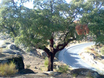 Alcornoque ('Quercus suber').