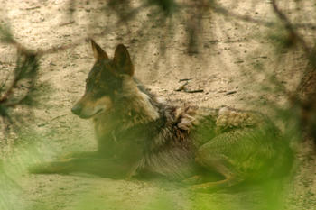Imagen de un lobo ibérico en una reserva natural.