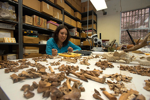 Los investigadores han analizado alrededor de 2.500 fragmentos de huesos de venado correspondientes a 22 individuos. FOTO: STRI