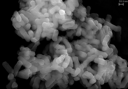 Bacteria descontaminante. Imagen: F. Descubre.