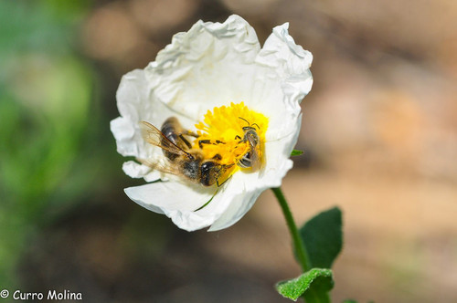 Abeja de la miel y abeja silvestre hembra en jara negra. Foto: Curro Molina.