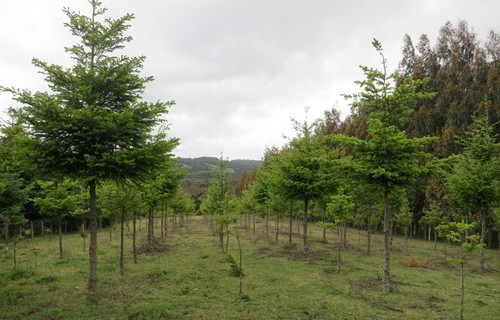 Plantación de pino en la isla de Chiloé, en Chile/Robert Heilmayr
