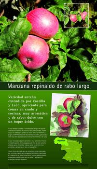 Cartel sobre el manzano repinaldo de rabo largo editado por la Diputación de Zamora