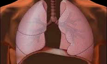 Pulmones (FOTO: Infouniversidades).