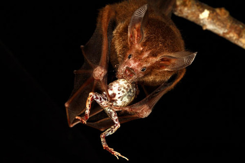 El murciélago que se alimenta de ranas, el Trachops cirrhosus, utiliza varios sentidos distintos para localizar a su presa, la rana Túngara, Physalemus pustulosus. Crédito de imagen: Christian Ziegler