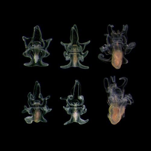 Durante treinta años, los científicos han estado capturando estas larvas en sus redes para plancton, pero solo hasta ahora han descubierto lo que son. Las larvas tienen la capacidad de hacer copias de sí mismas: clones. Crédito: Michael Boyle.