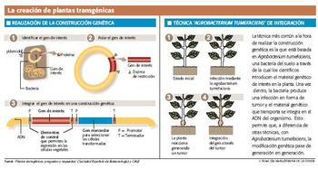 Gráfico sobre la creación de plantas transgénicas.