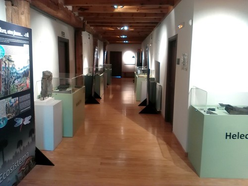 Exposición Fósiles vegetales del Carbonífero en Castilla y León.