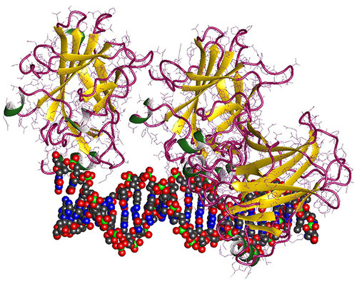 Representación de un fragmento de ADN y de la proteína p53, conocida como el guardián del genoma. / Cho, Y., Gorina, S., Jeffrey, P.D., Pavletich, N.P.