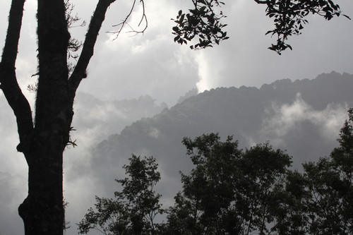 Bosque nublado de Honduras/Monte Neate-Clegg