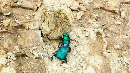 Escarabajo con estiércol. Foto: gentiliza del investigador.